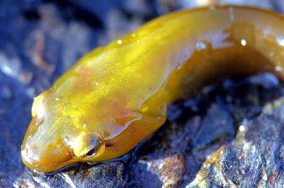 Apletodon dentatus-cc1